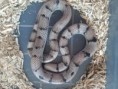 Lampropeltis triangulum stuarti Aberant